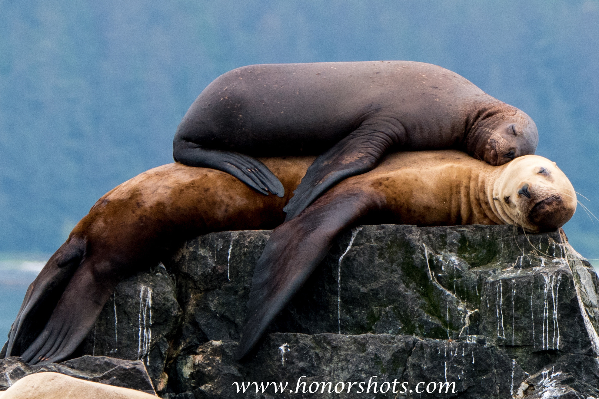 Nikon D500 sample photo. Sunbathing in alaska photography