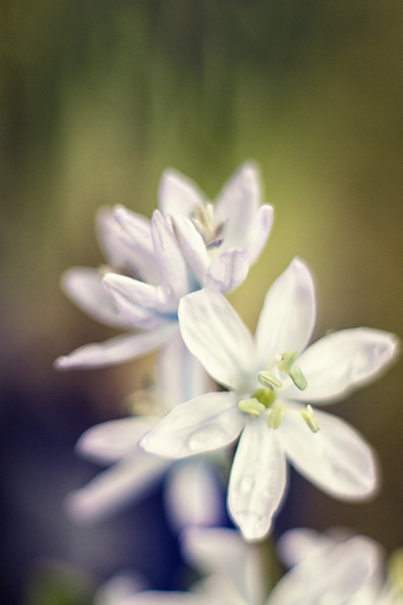 Canon EF 35-80mm f/4-5.6 sample photo. Spring fever iv photography