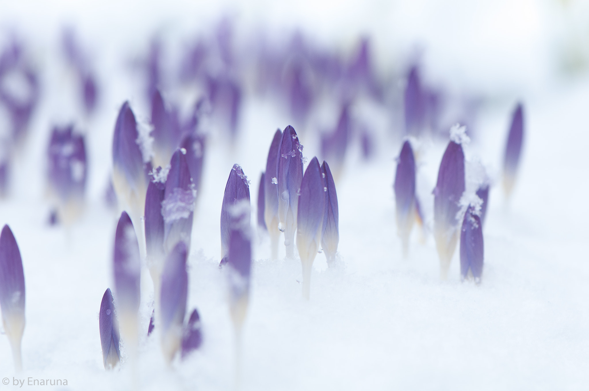 Nikon D300S + Nikon AF-S Micro-Nikkor 105mm F2.8G IF-ED VR sample photo. Crocuses in the snow photography