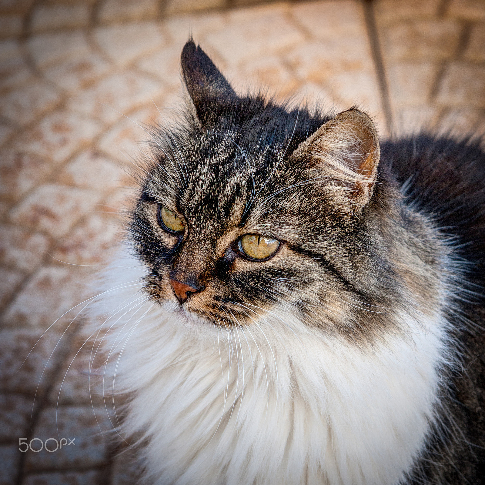 Canon EF-S 17-85mm F4-5.6 IS USM sample photo. Santa clause photography