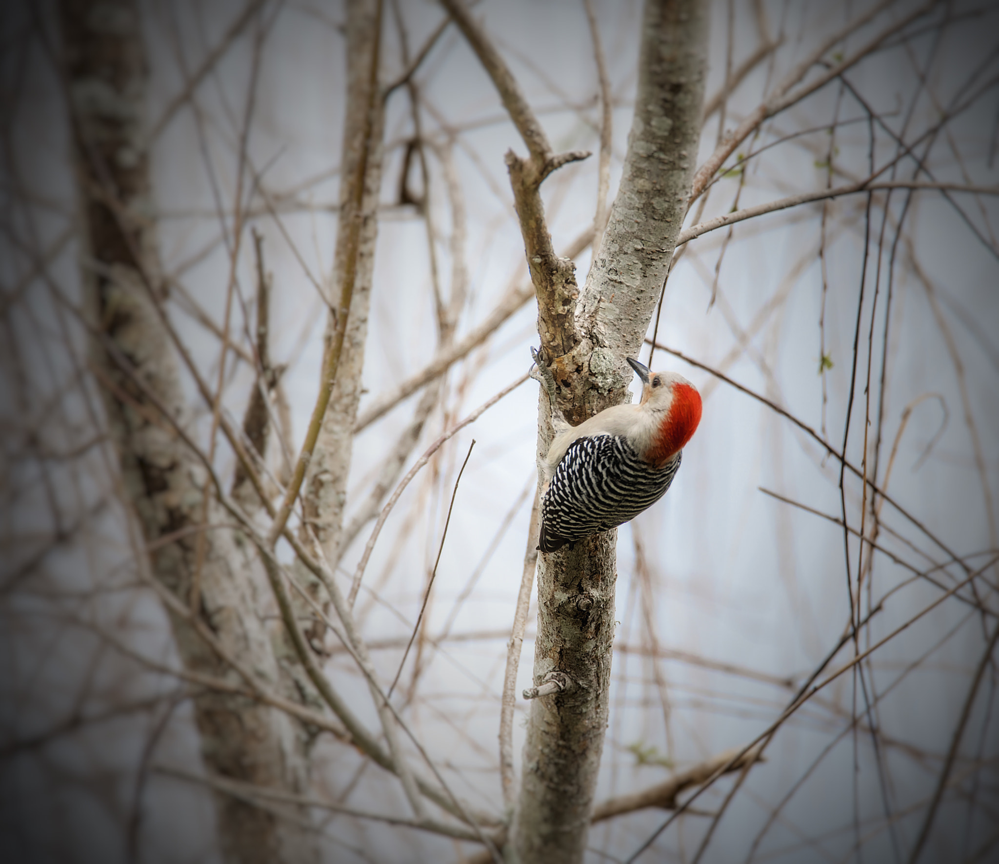 Nikon D500 + Sigma 50mm F2.8 EX DG Macro sample photo. Woody photography