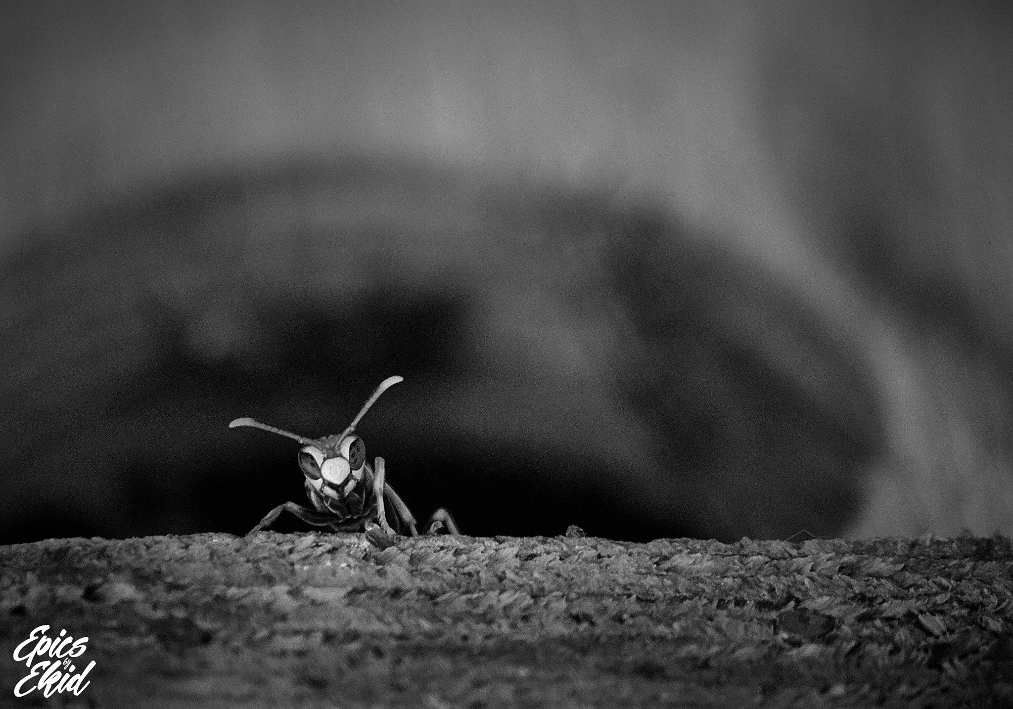 Canon EF-S 55-250mm F4-5.6 IS sample photo. Enemy at the gate photography