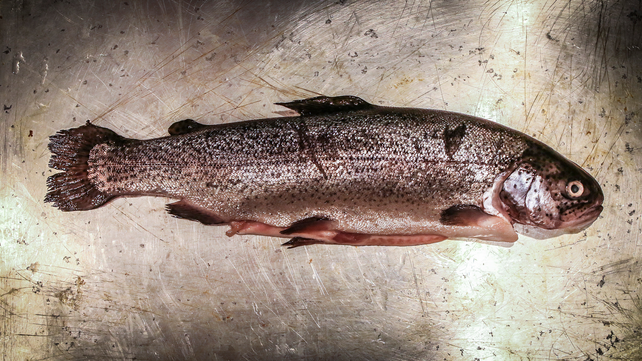 A Cleaned Fresh Water Trout In A Metal Pan