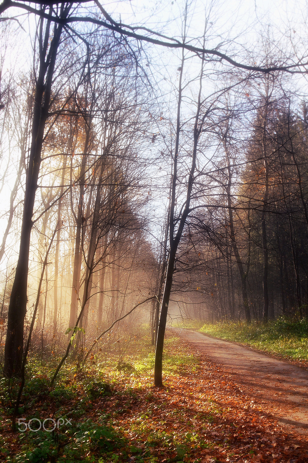 Nikon D3200 sample photo. Morning mist photography