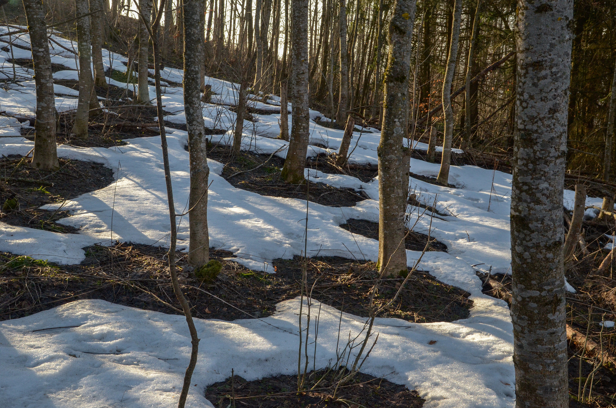 Nikon D5100 + Sigma 17-70mm F2.8-4 DC Macro OS HSM sample photo. Winter's goodbye photography