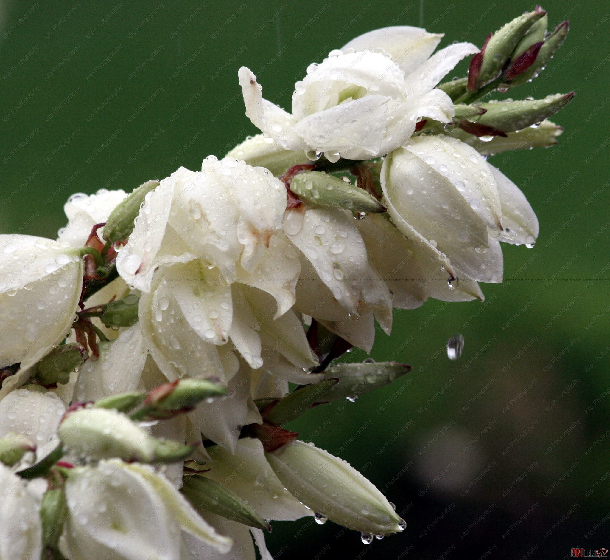 Canon EOS 400D (EOS Digital Rebel XTi / EOS Kiss Digital X) sample photo. Yucca rain drop photography