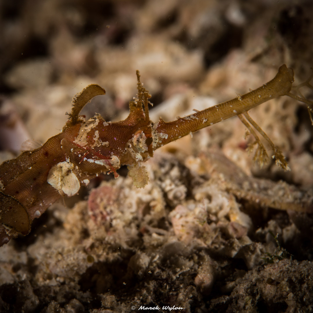 Nikon AF-S Micro-Nikkor 60mm F2.8G ED sample photo. Pipefish | fiji | 2014.11.06 photography