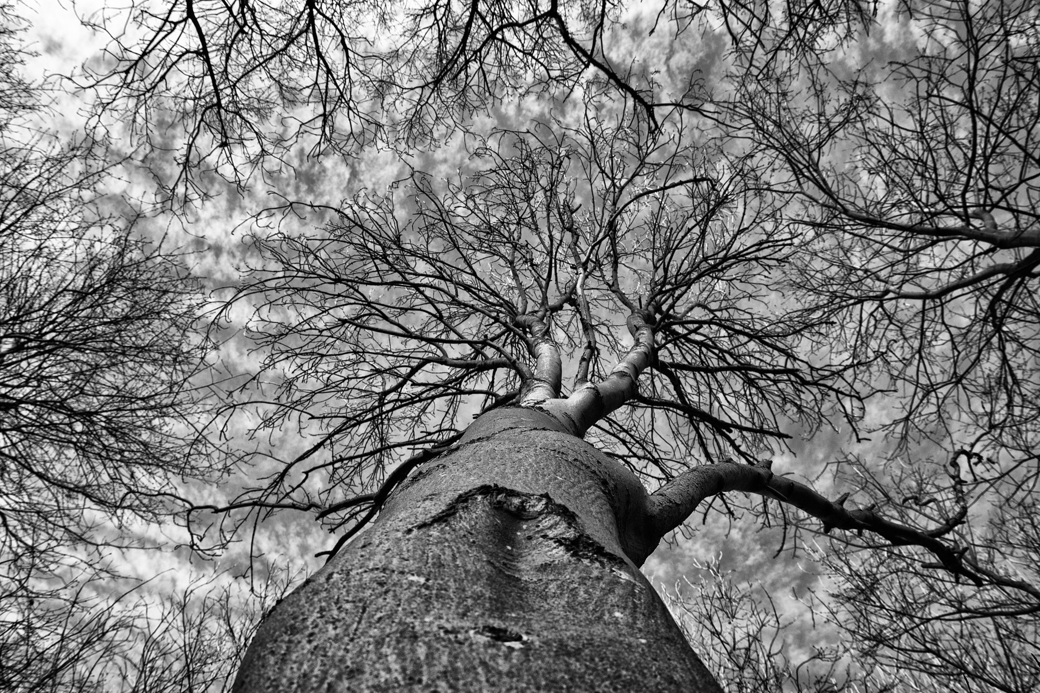 Sigma 17-70mm F2.8-4 DC Macro OS HSM sample photo. Looking up photography