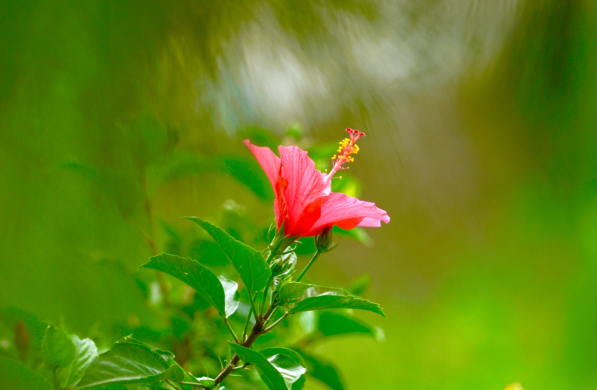 Sony a7R II + Sony FE 70-200mm F4 G OSS sample photo. Hibiscus rose photography