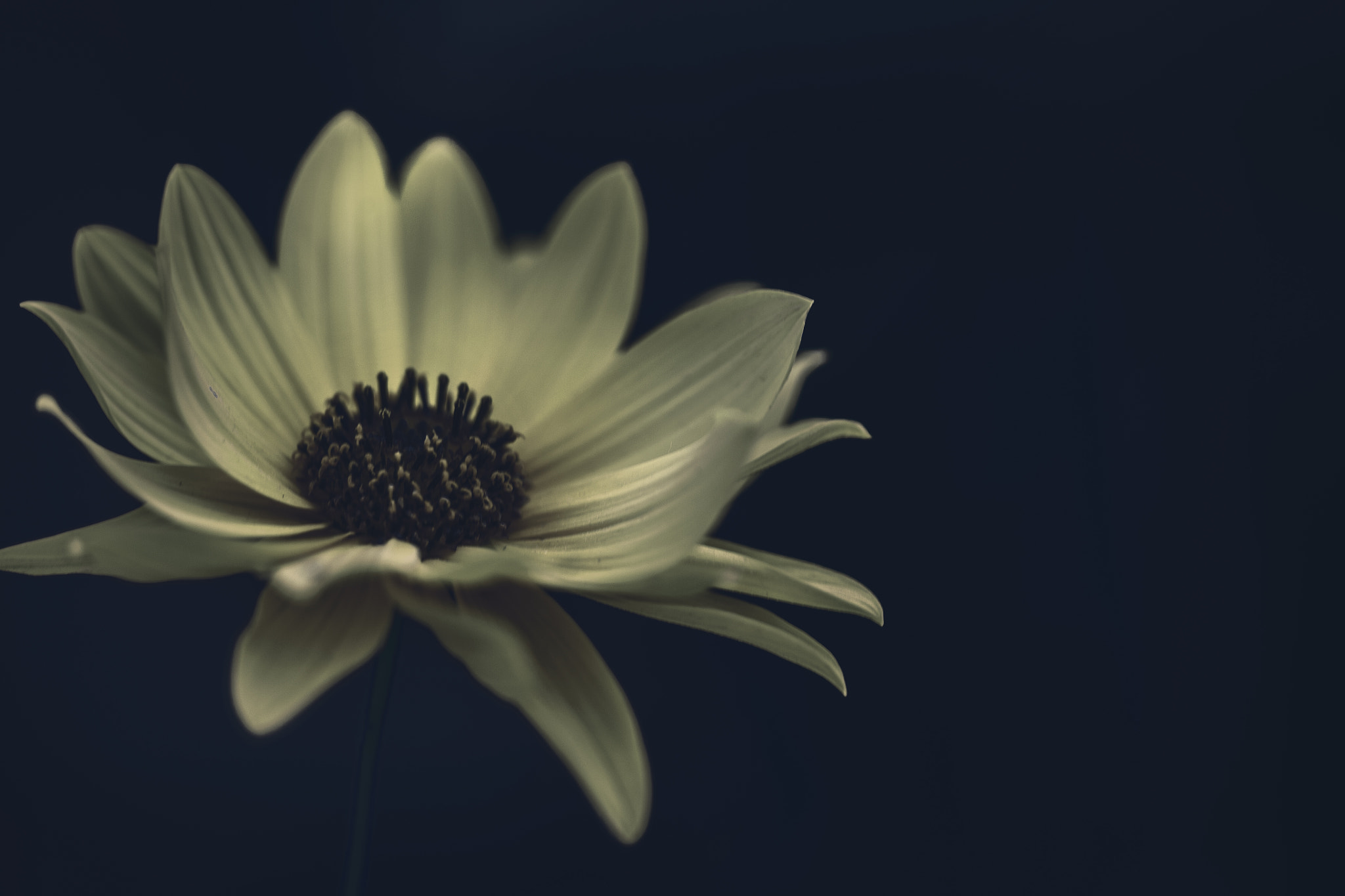 Sigma APO Macro 150mm f/2.8 EX DG HSM sample photo. Defeatist anthem by the sea photography