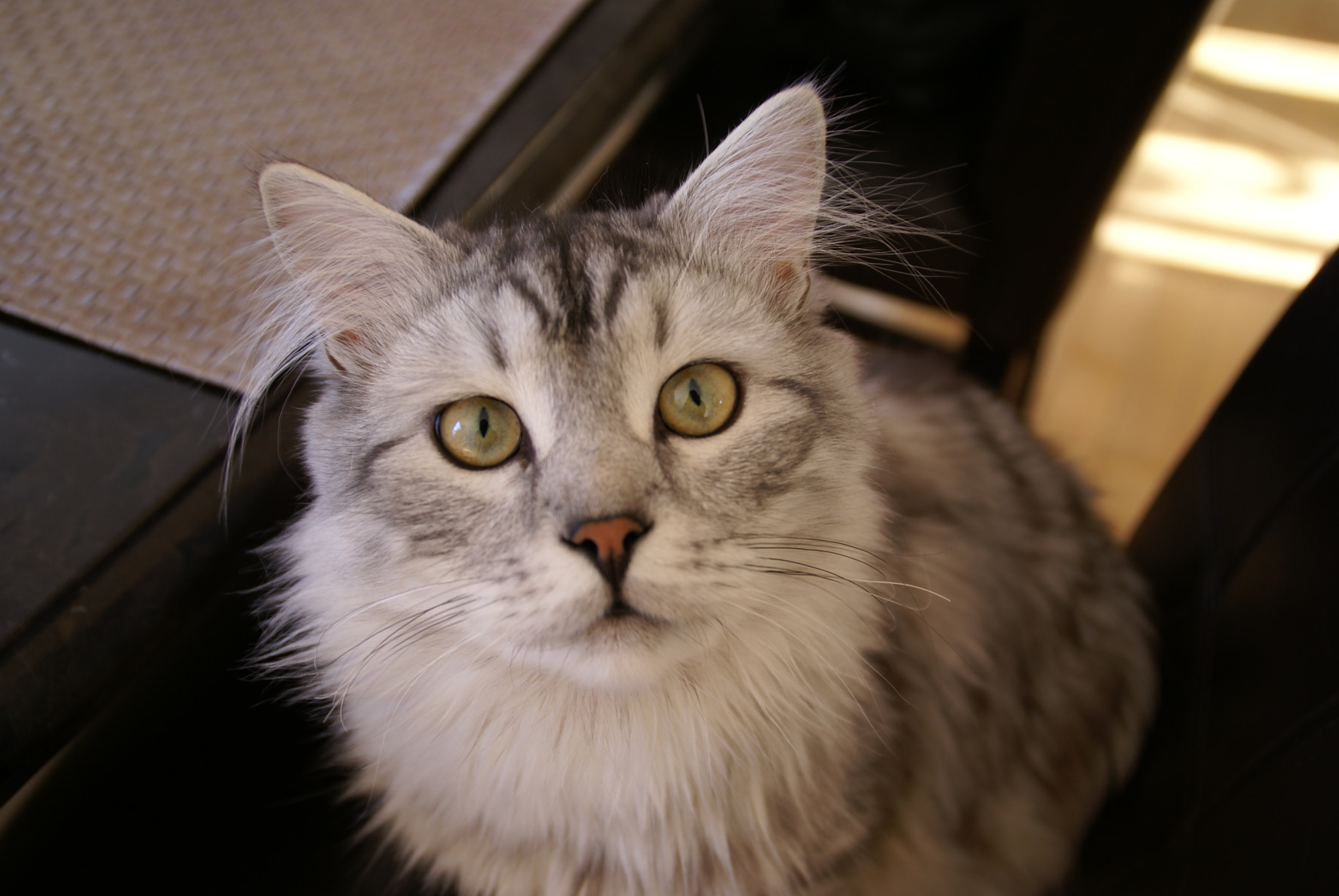 Sony DT 18-200mm F3.5-6.3 sample photo. Siberian cat photography