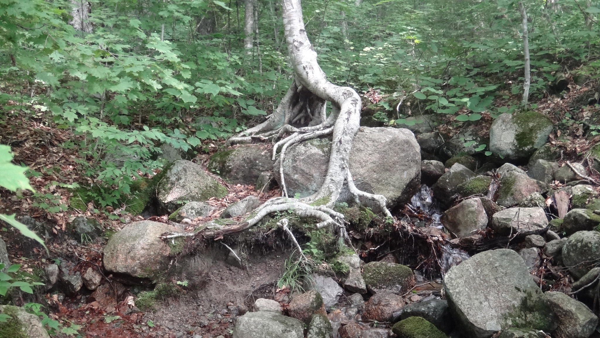 Sony Cyber-shot DSC-TX10 sample photo. Tree eating rock photography