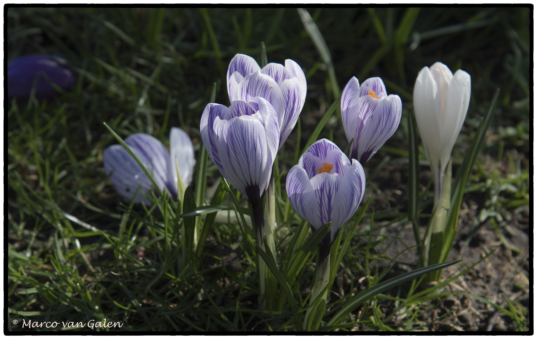 Nikon D500 sample photo. Krokus in march photography