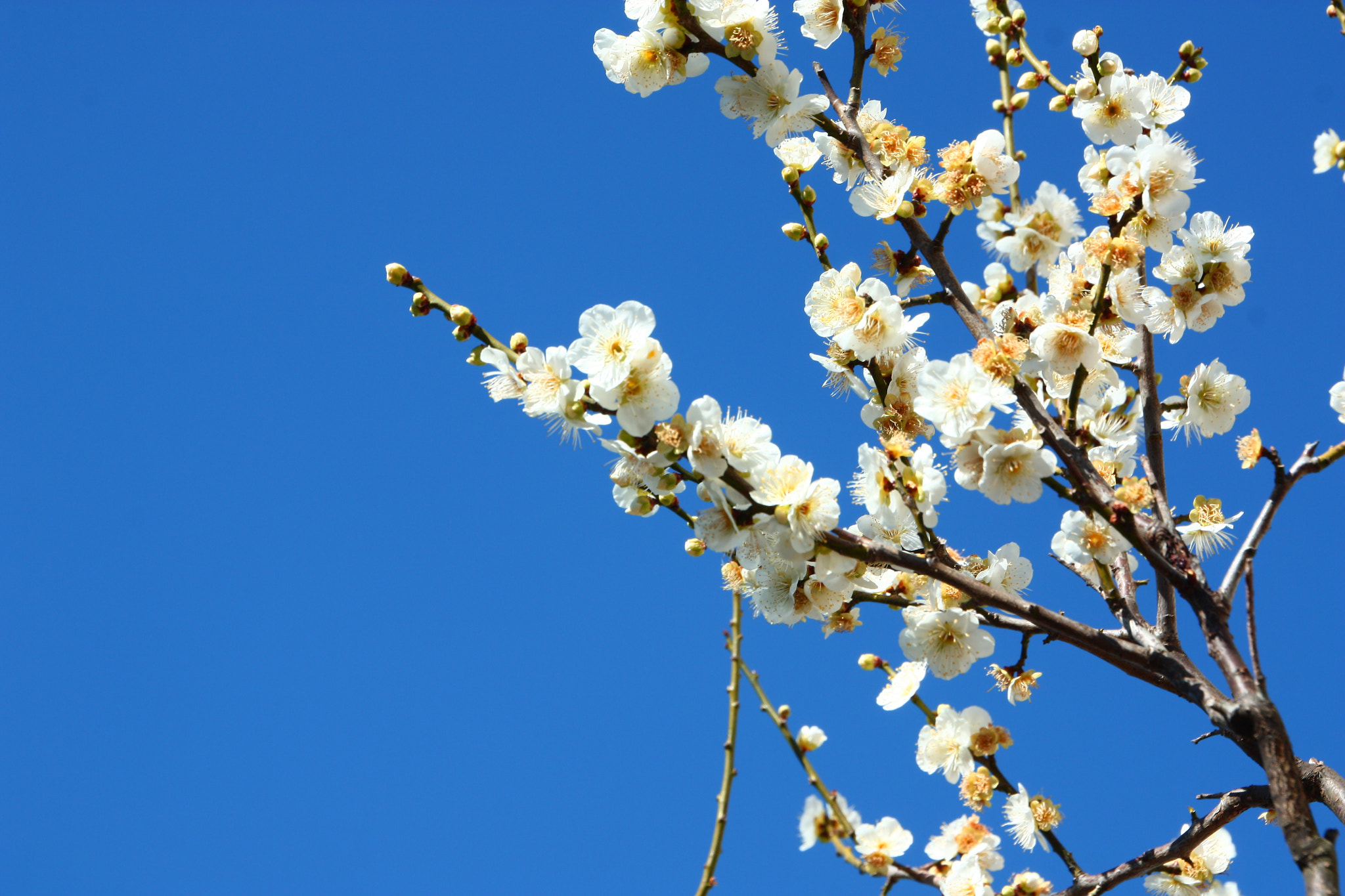 Canon EOS 450D (EOS Rebel XSi / EOS Kiss X2) sample photo. An ume blossom photography