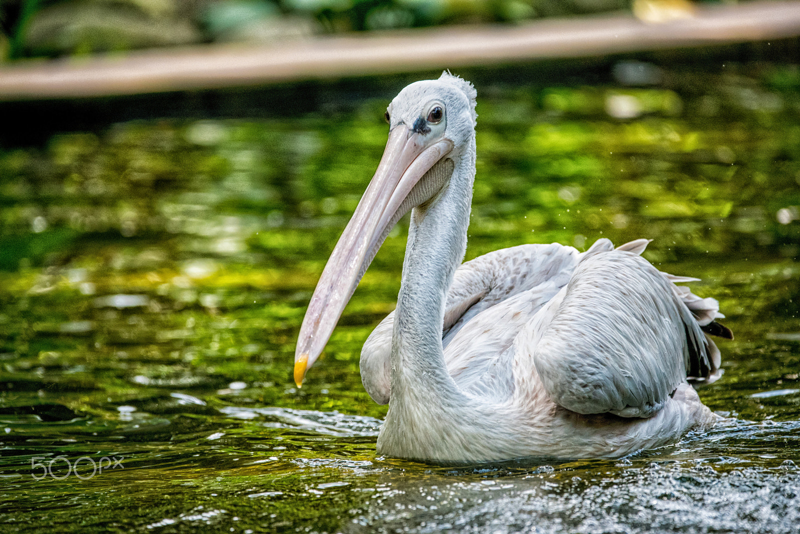 Sigma 150-600mm F5-6.3 DG OS HSM | C sample photo. Pelican photography