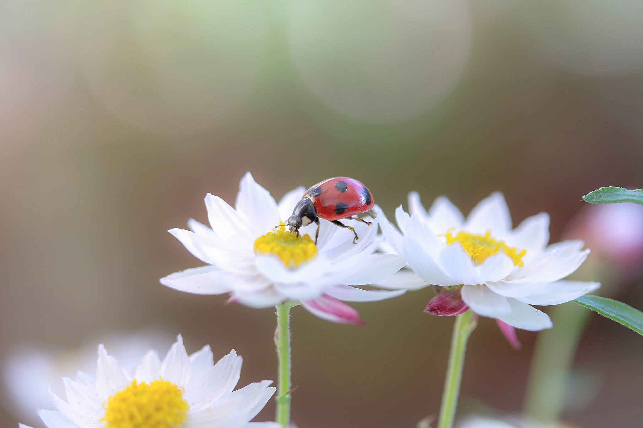 Canon EOS 760D (EOS Rebel T6s / EOS 8000D) + Canon EF-S 60mm F2.8 Macro USM sample photo. From flowers to flowers photography