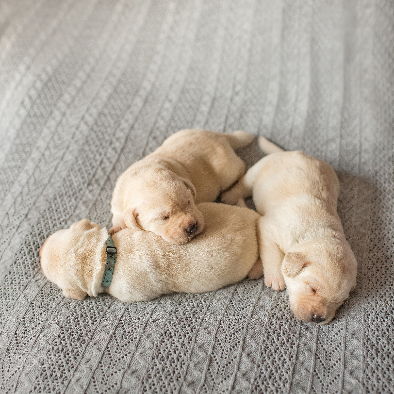 Nikon D810 + Nikon AF-S Nikkor 35mm F1.4G sample photo. Labrador photography