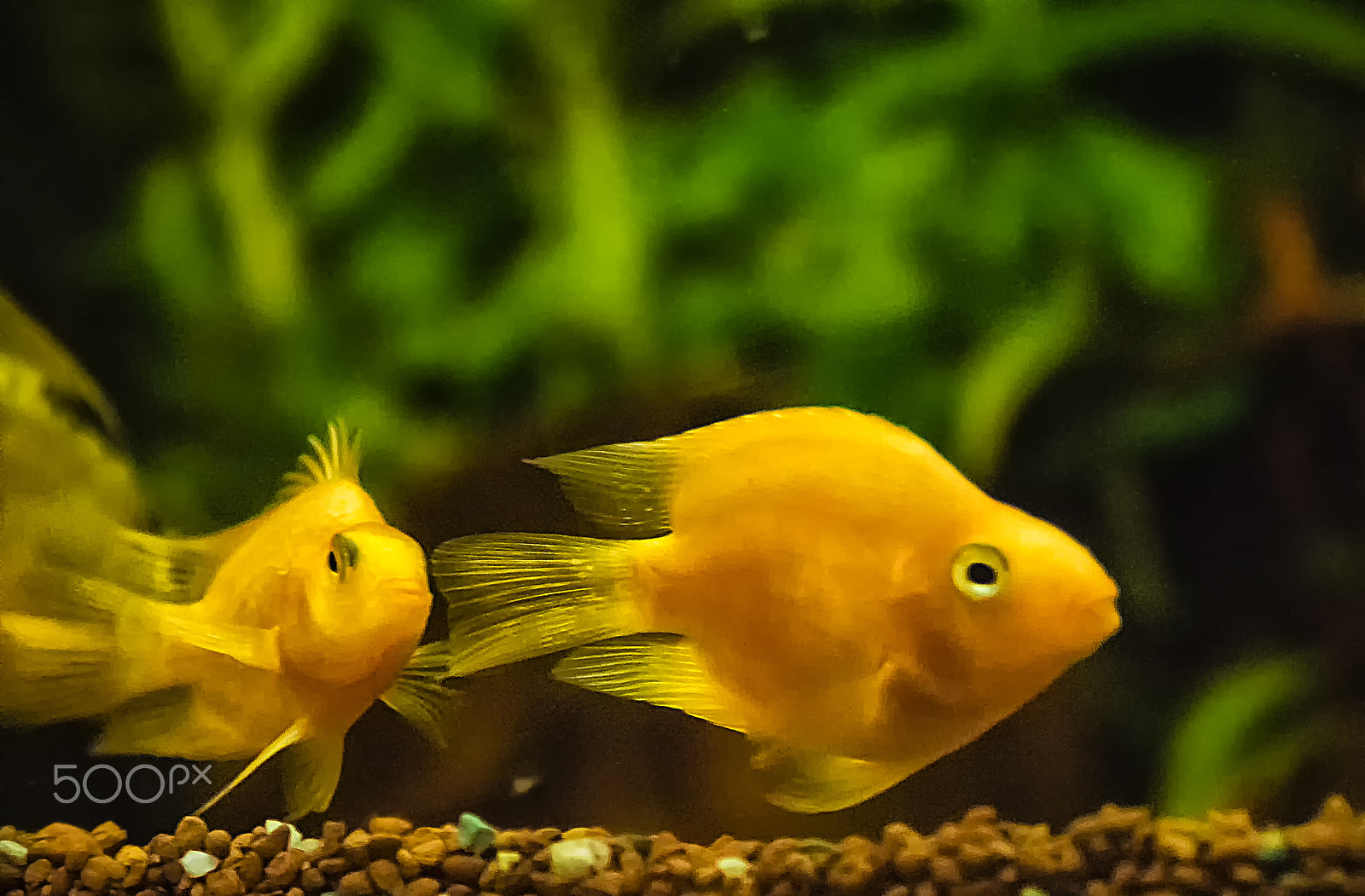 Canon EF 200mm F2.8L II USM sample photo. Orange fishes photography