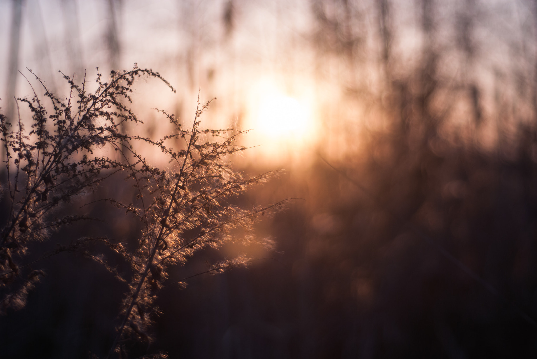 Nikon D200 sample photo. One evening of early spring photography