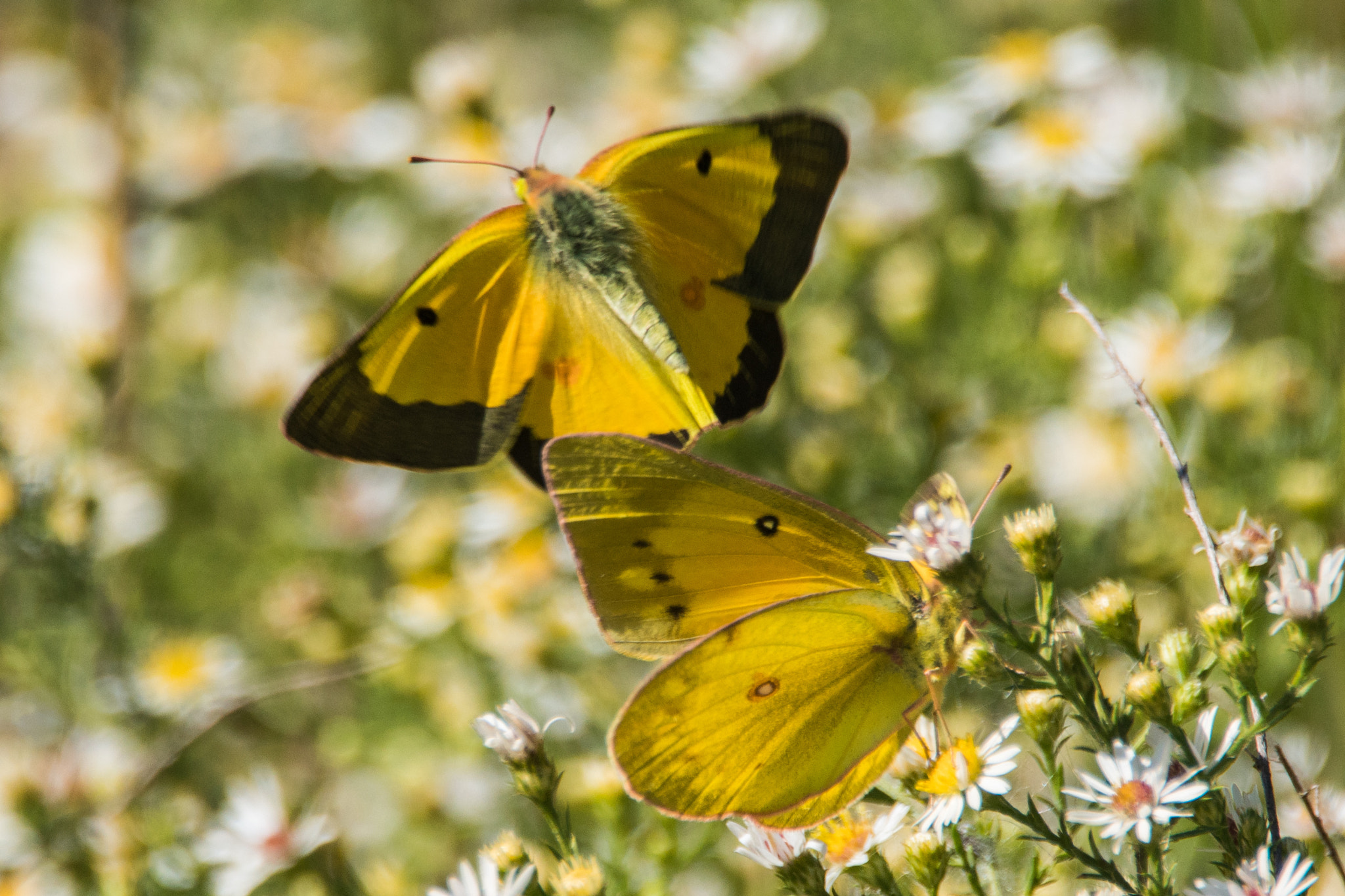 150-600mm F5-6.2 OSS sample photo. Clouded sulphur butterflies photography