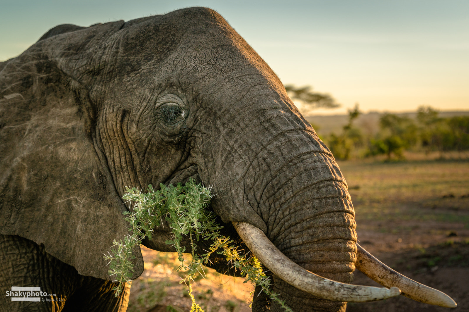 Sony a7R II sample photo. Elephant photography