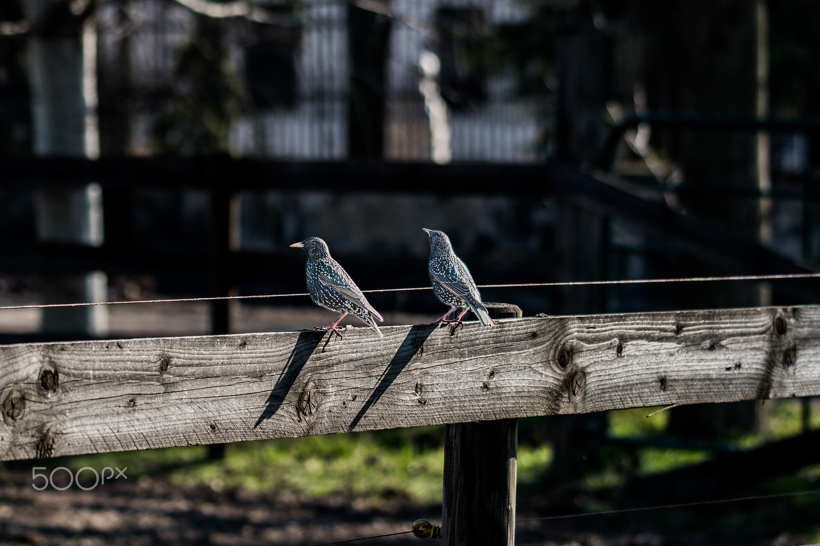 Sigma 105mm F2.8 EX DG OS HSM sample photo. Dsc photography