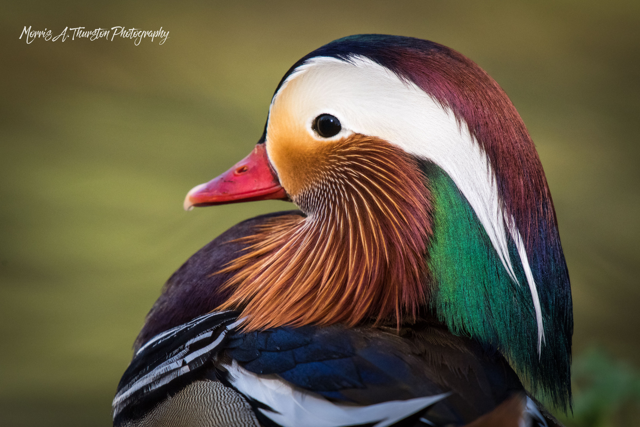 Nikon AF-S Nikkor 200-500mm F5.6E ED VR sample photo. Mandarin duck photography