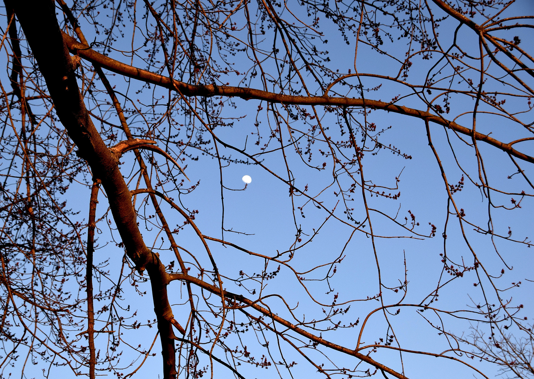 Sigma 18-250mm F3.5-6.3 DC Macro OS HSM sample photo. Sunset tree and moon photography
