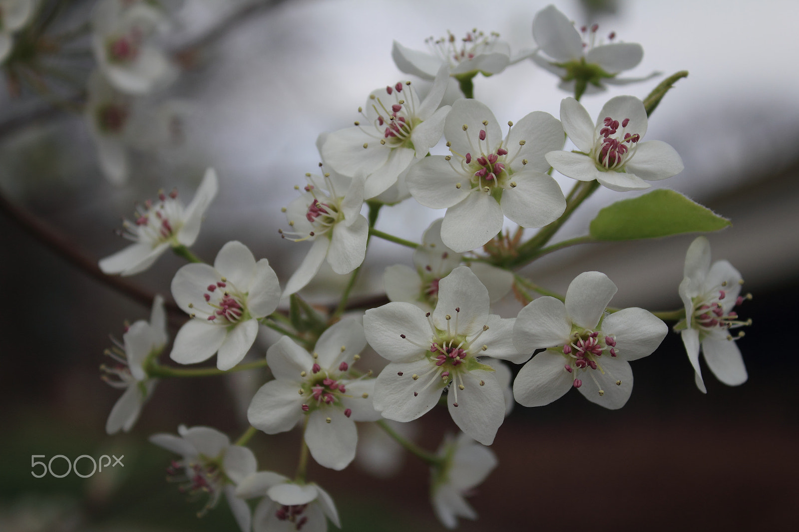 Canon EF-S 18-55mm F3.5-5.6 IS sample photo. White smiles photography