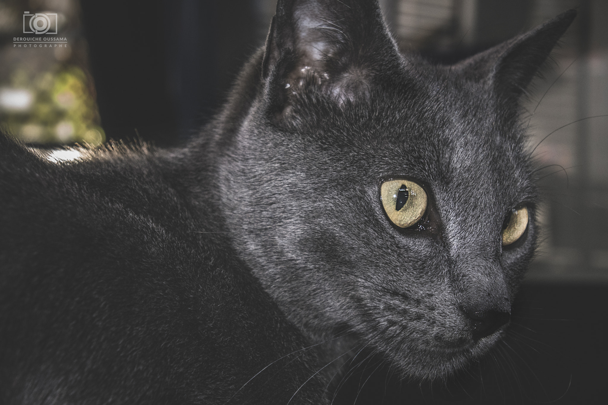 Nikon 1 J5 sample photo. Grey cat ?  ♥ <3 photography