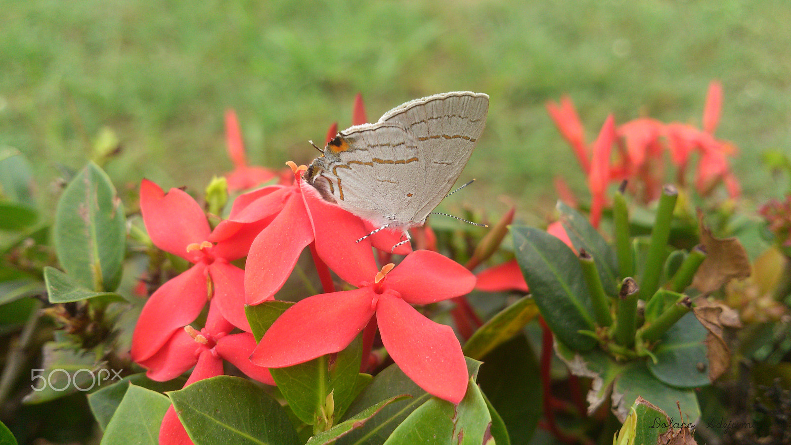 Sony Ericsson Xperia S sample photo. Large fairy hairstreak butterfly photography