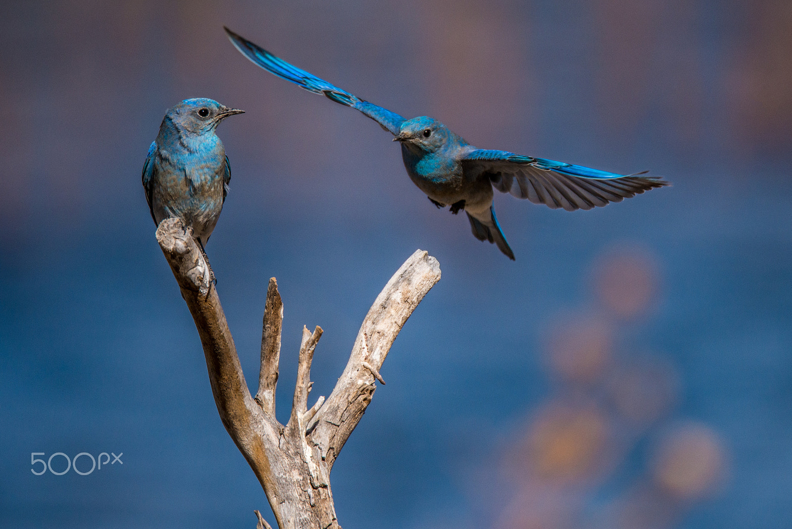 Nikon D800 sample photo. Blue birds photography