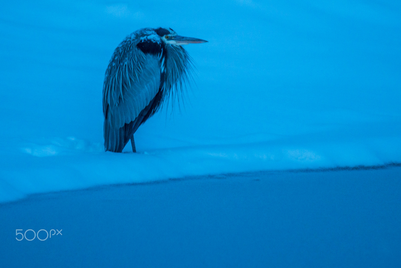 Nikon D800 sample photo. Chilly heron photography