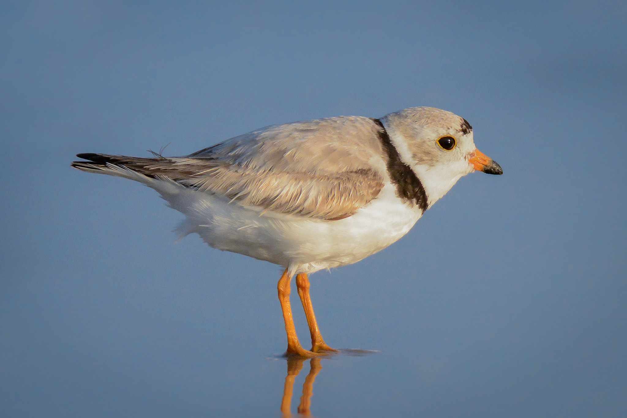 Nikon AF-S Nikkor 300mm F2.8G ED-IF VR sample photo. Piping plover photography