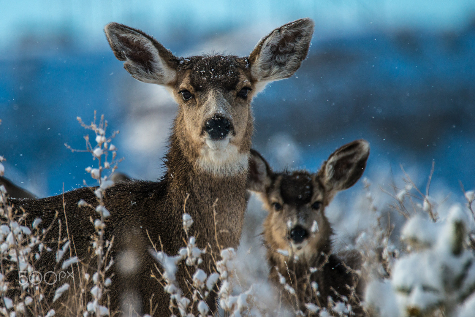 Nikon D800 + Sigma 150-600mm F5-6.3 DG OS HSM | S sample photo. Mom on lookout photography