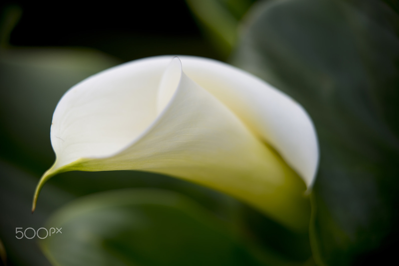 Nikon D800 + Sigma 50-150mm F2.8 EX APO DC HSM sample photo. Blooming white calla lily photography