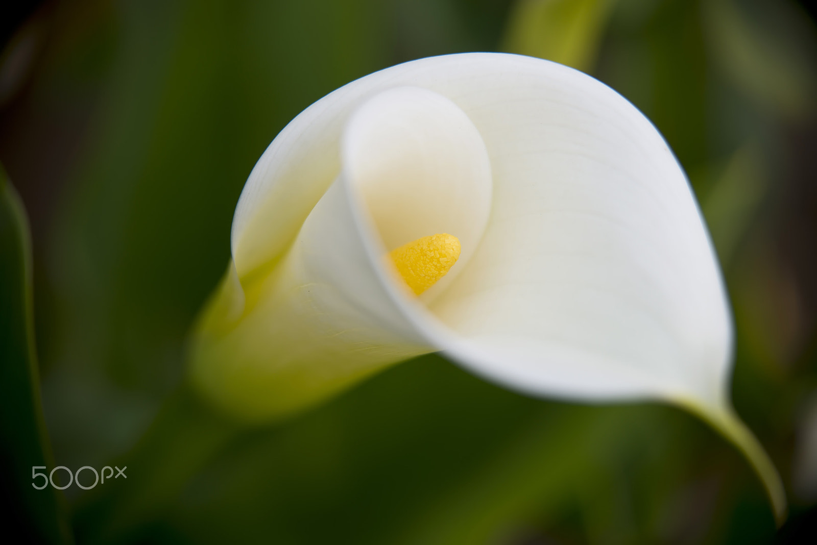 Nikon D800 + Sigma 50-150mm F2.8 EX APO DC HSM sample photo. Blooming white calla lily photography