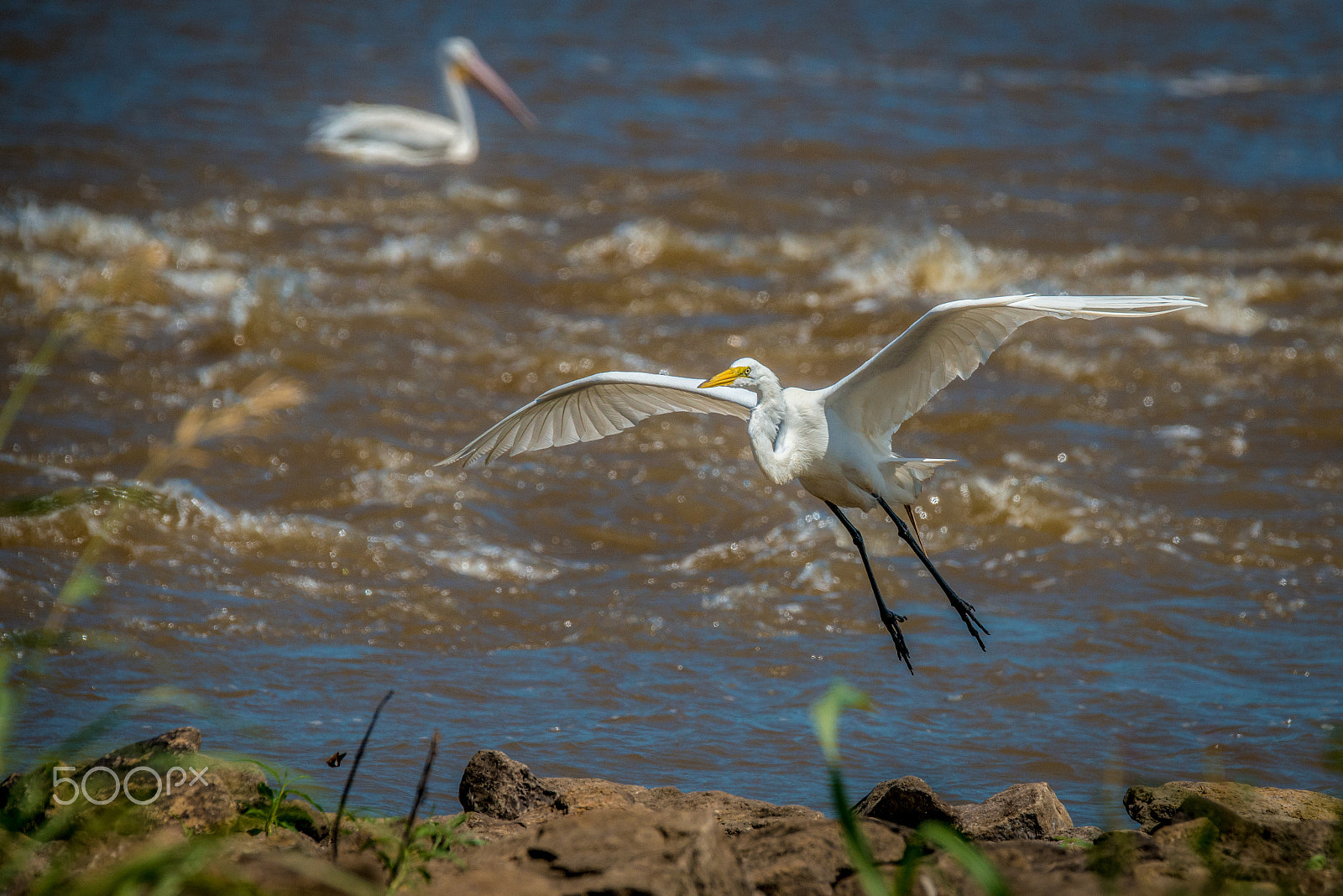 Nikon D800 sample photo. Egret and pelican photography