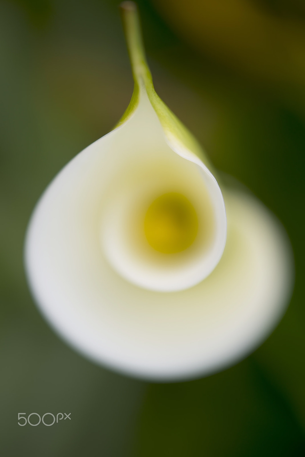 Nikon D800 sample photo. Blooming white calla lily photography