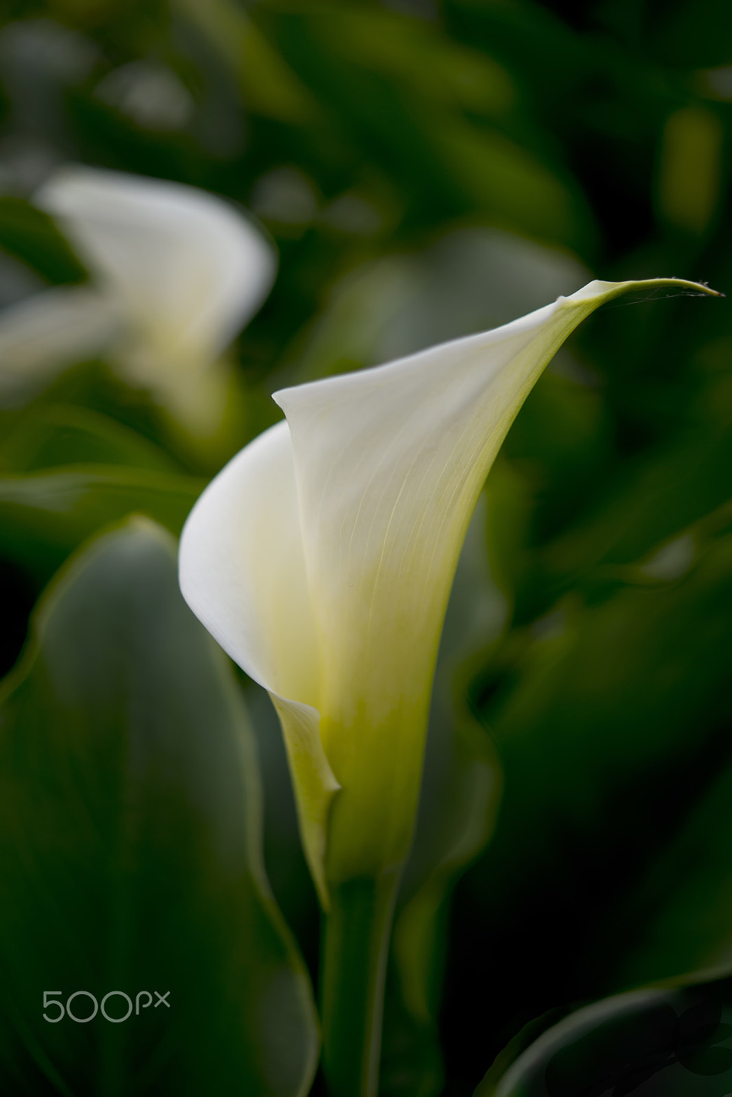 Nikon D800 + Nikon AF-S Micro-Nikkor 60mm F2.8G ED sample photo. Blooming white calla lily photography
