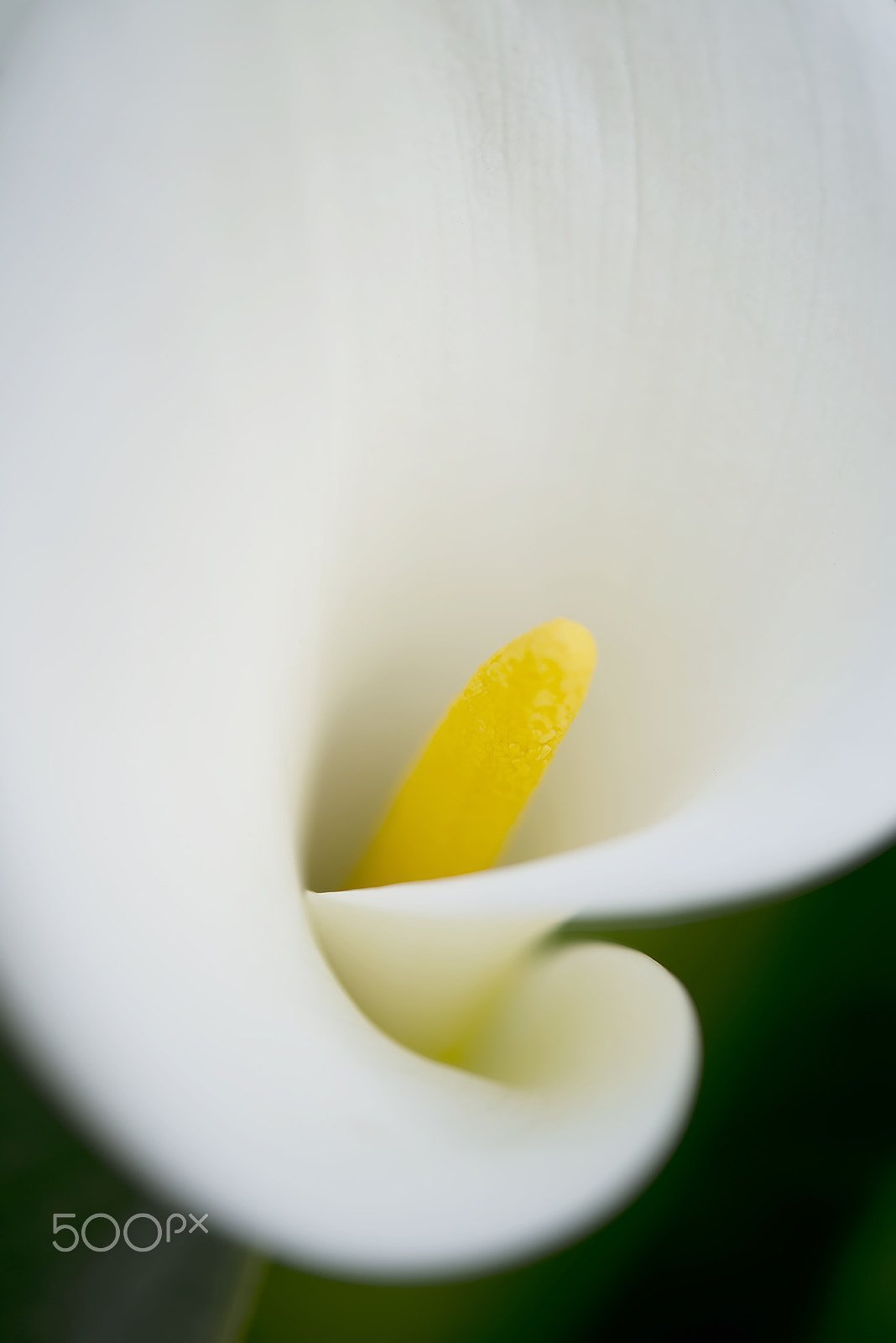 Nikon D800 + Nikon AF-S Micro-Nikkor 60mm F2.8G ED sample photo. Blooming white calla lily photography