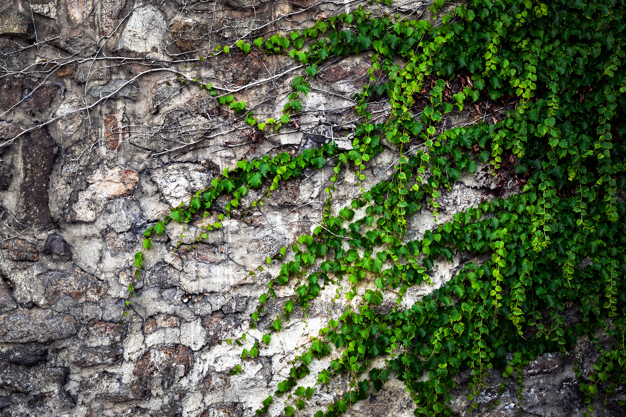 Nikon D5500 sample photo. Stone walls overgrown with green ivy photography