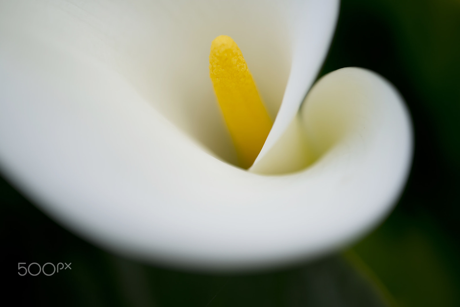 Nikon AF-S Micro-Nikkor 60mm F2.8G ED sample photo. Blooming white calla lily photography