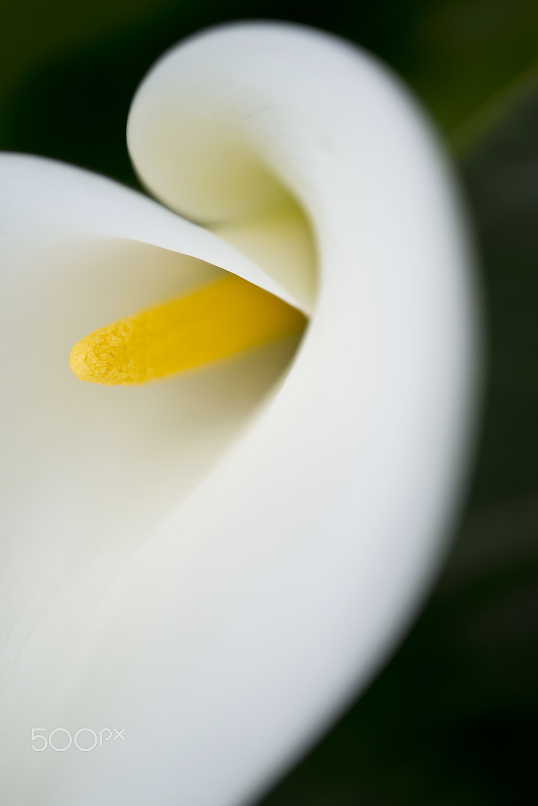 Nikon AF-S Micro-Nikkor 60mm F2.8G ED sample photo. Blooming white calla lily photography