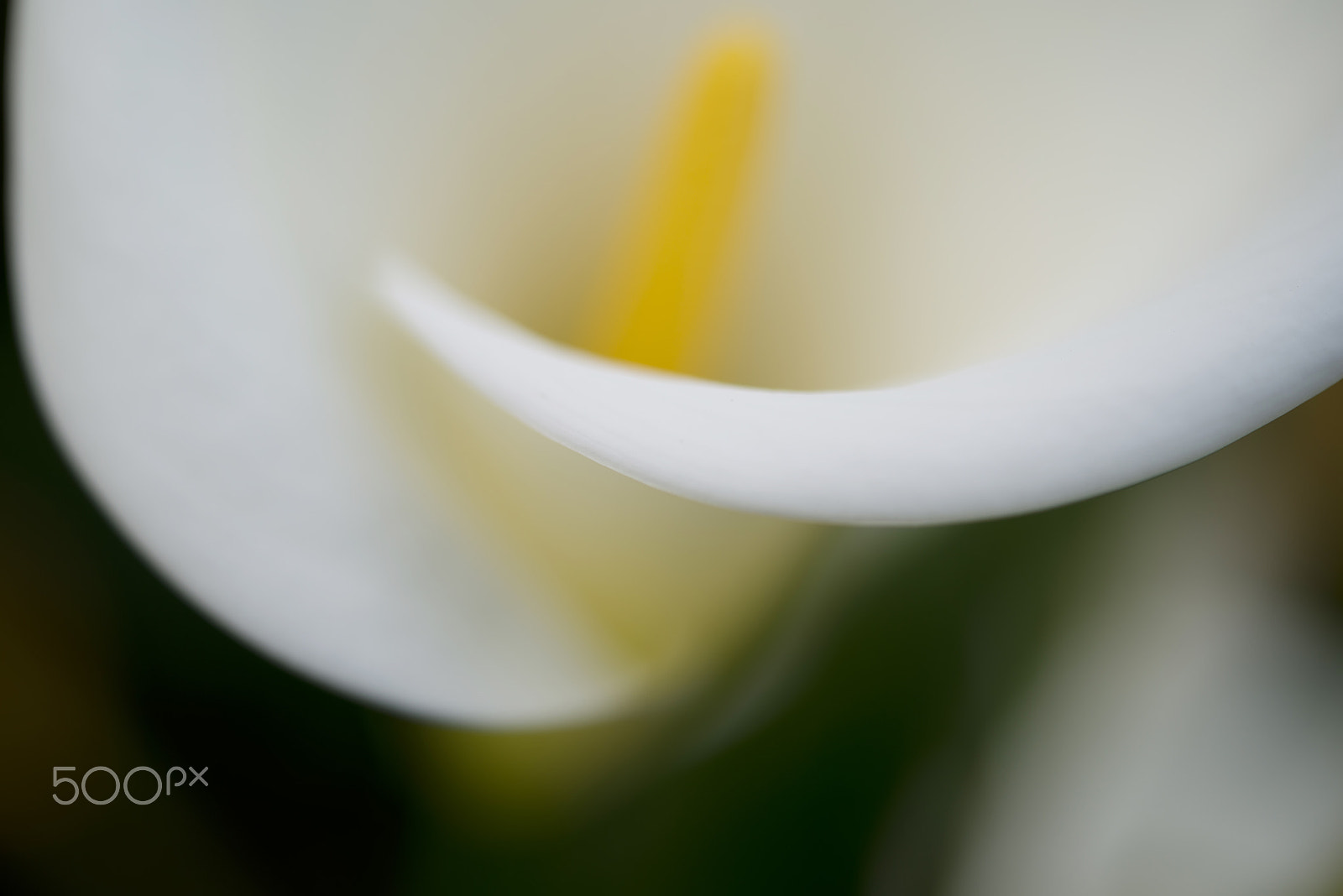 Nikon D800 + Nikon AF-S Micro-Nikkor 60mm F2.8G ED sample photo. Blooming white calla lily photography