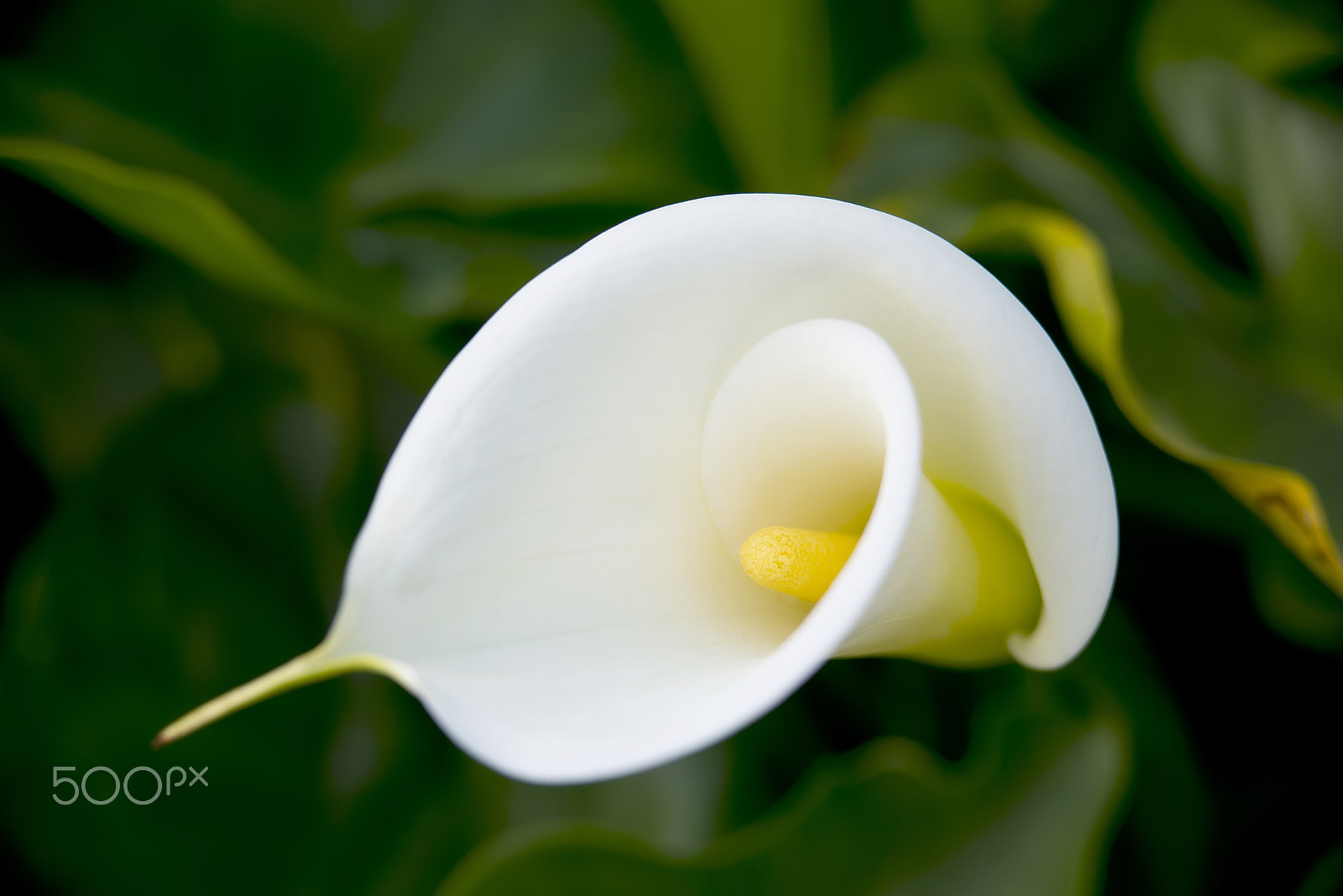 Nikon D800 sample photo. Blooming white calla lily photography