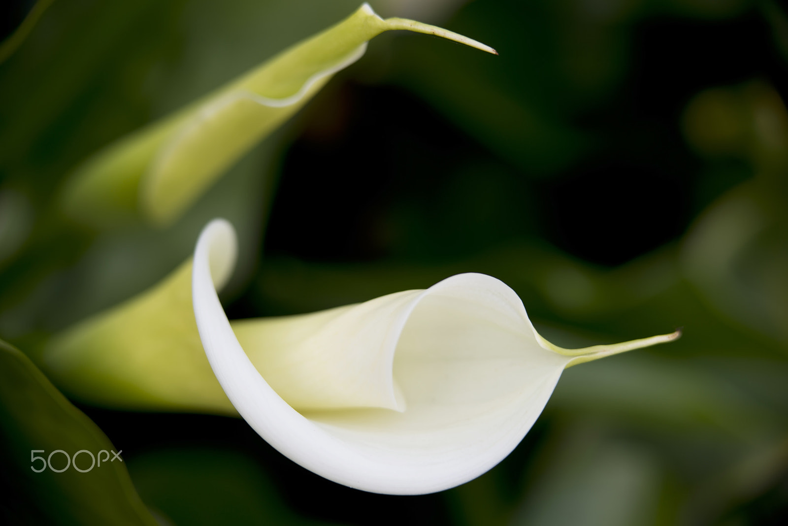 Nikon D800 sample photo. Blooming white calla lily photography