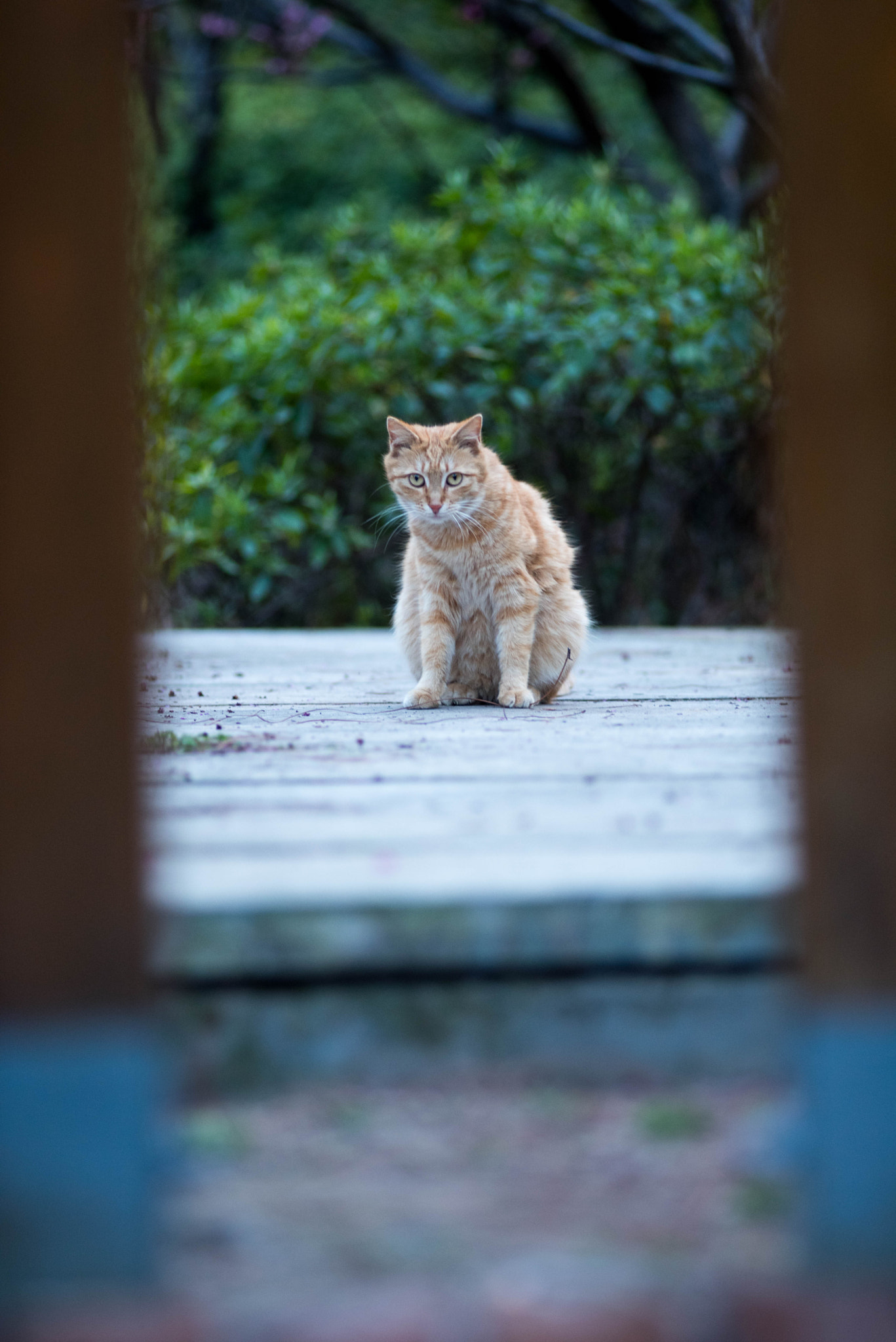 AF Nikkor 180mm f/2.8 IF-ED sample photo