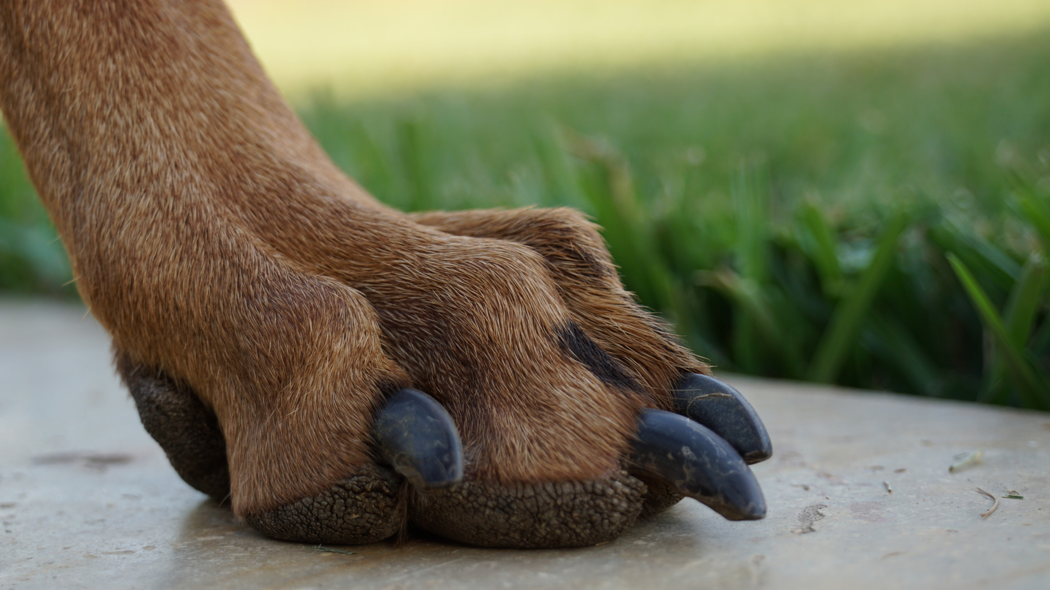 Sony FE 28-70mm F3.5-5.6 OSS sample photo. Just his paw photography