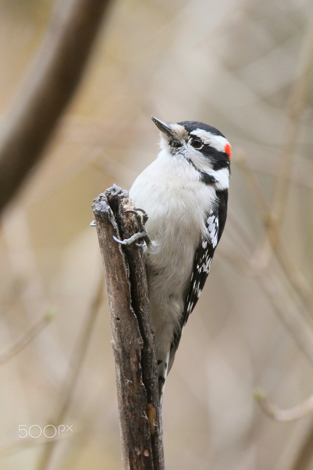 Canon EOS 1200D (EOS Rebel T5 / EOS Kiss X70 / EOS Hi) sample photo. Male downy woodpecker photography
